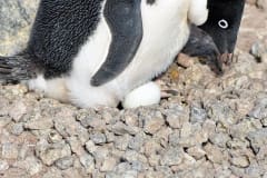 Symphony of Penquins