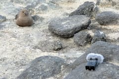 Symphony of Penquins