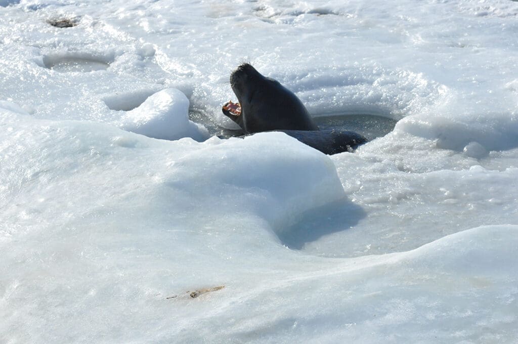 Seal emerging from icy water hole