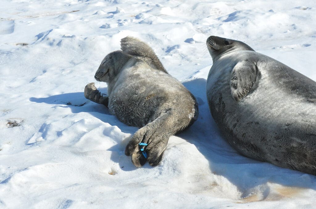 Two seals resting on snowy ground