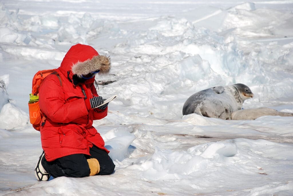 Person studying seals on snowy terrain