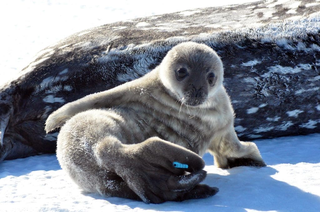 Baby Seal with her Mama