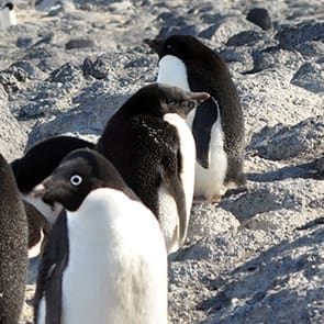 A symphony of penguins