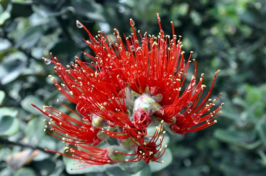 Metrosideros Polymorha - photo by Glenn McClure