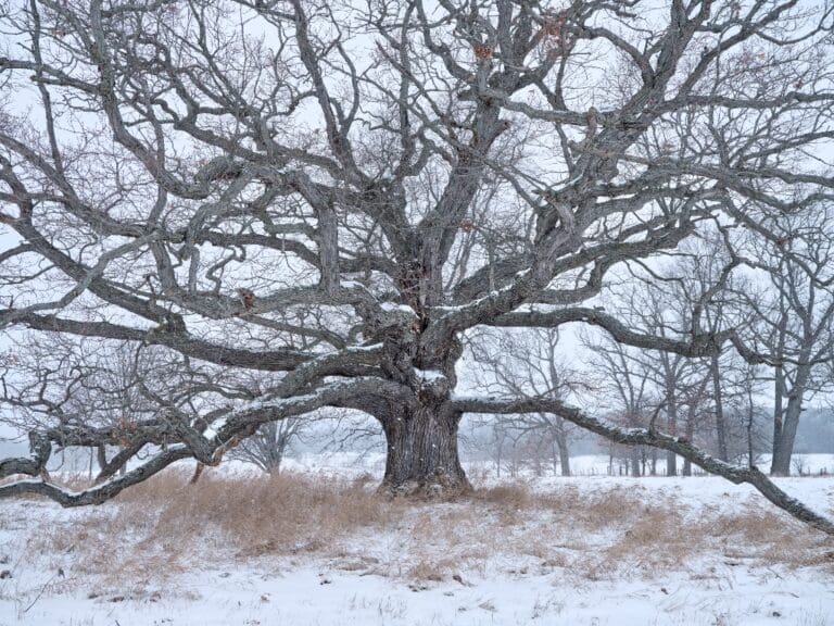 Weave My Roots: The Oak Tree – May 15, 2025