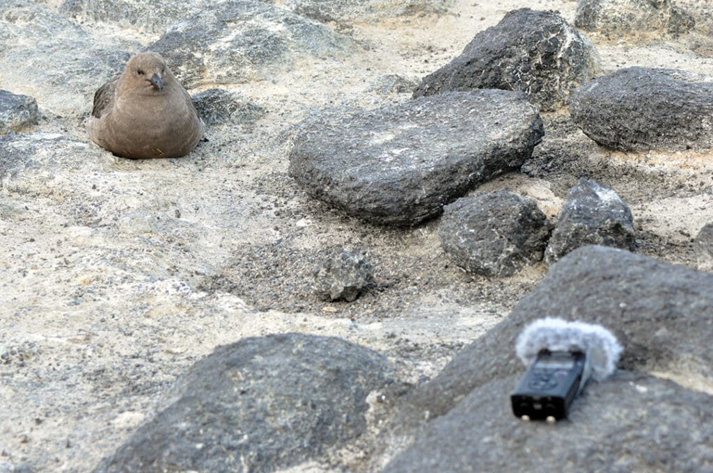 Bird near audio recorder on rocky terrain.