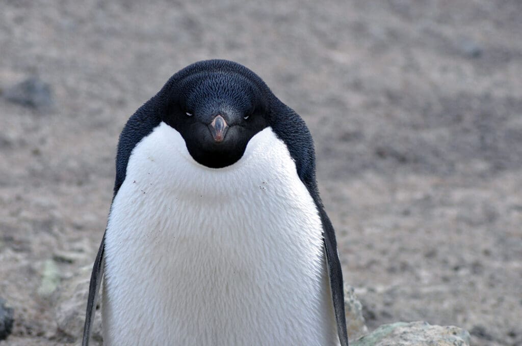 Adorable penguin standing on rocky terrain.