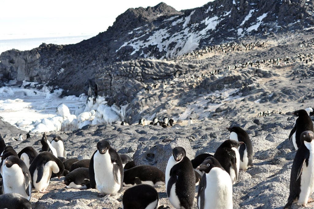 Adelie penguins gathering on icy rocky terrain.