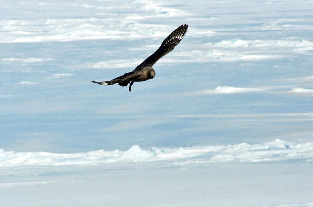 Bird flying over icy ocean waters.