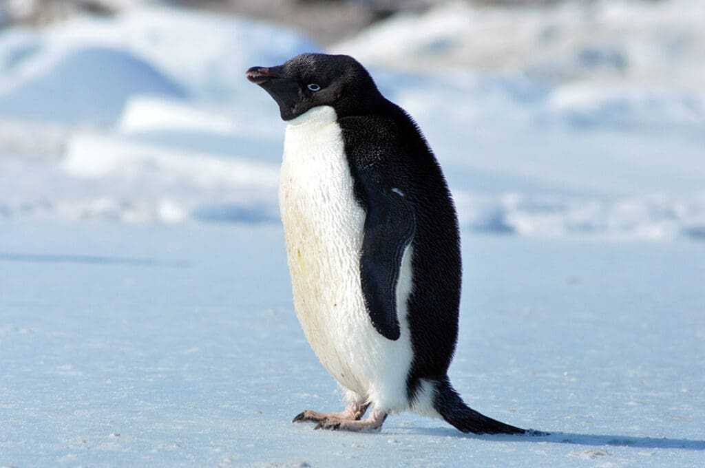 Adélie penguin standing on Antarctic ice.
